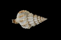 藏品(中華峨螺)的圖片